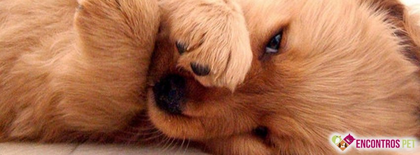 Capas para Facebook de Cachorros Fofos