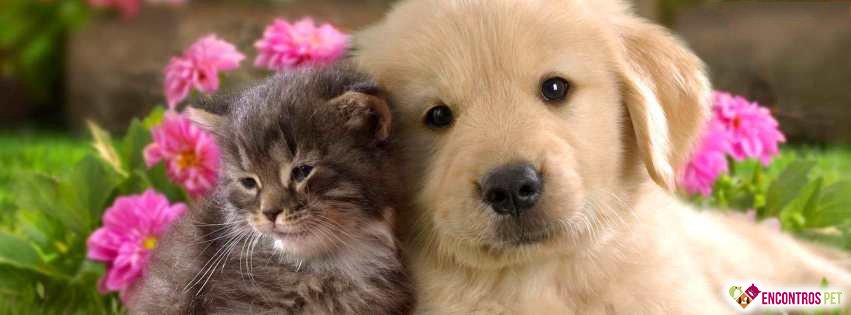 Capas para Facebook de Cachorros Fofos