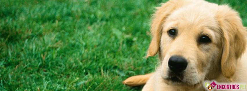 Capas para Facebook de Cachorros Fofos