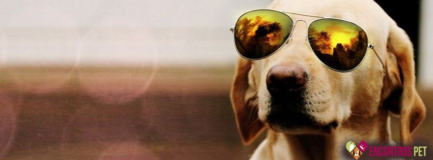 Capas para Facebook de Cachorros Fofos