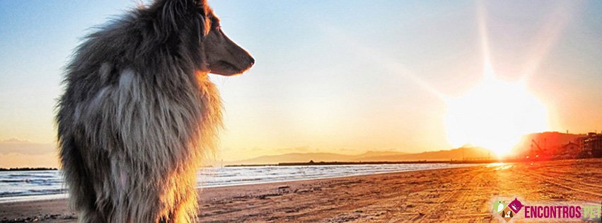 Capas para Facebook de Cachorros Fofos