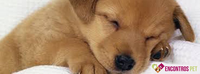Capas para Facebook de Cachorros Fofos