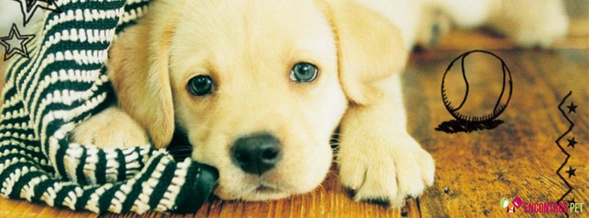 Capas para Facebook de Cachorros Fofos
