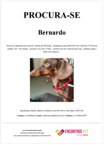 cartaz-cachorro-gato-perdido-desaparecido-criar-online cartaz-cachorro-gato-perdido-desaparecido-criar-online