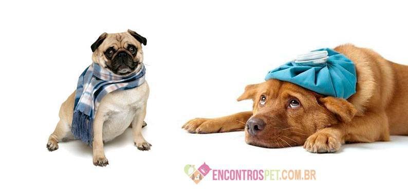 Encontrospet-cachorro-tossindo