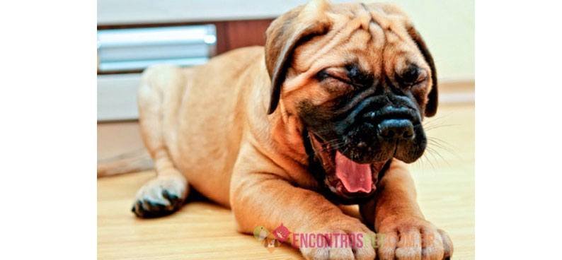 Encontrospet-cachorro-tossindo1