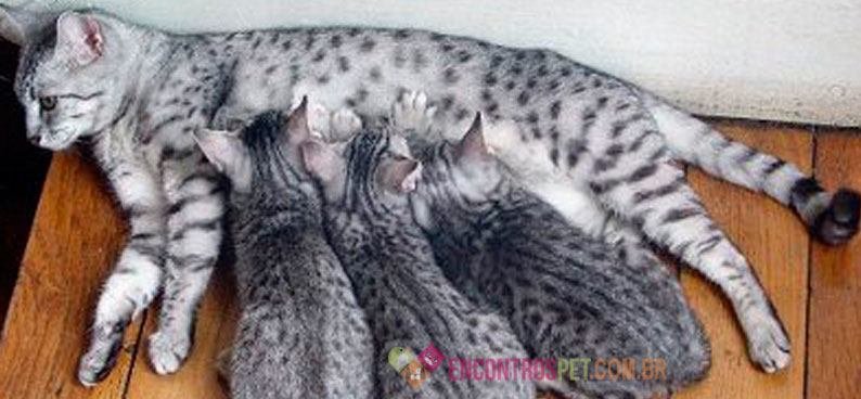 Gato-Egípcio