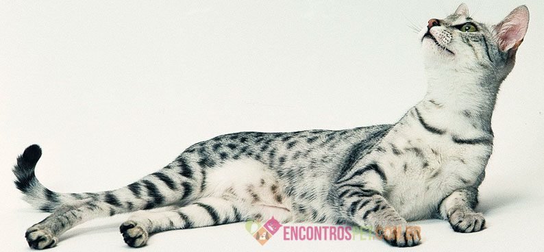 Guia-de-racas-GatoEgipcio1