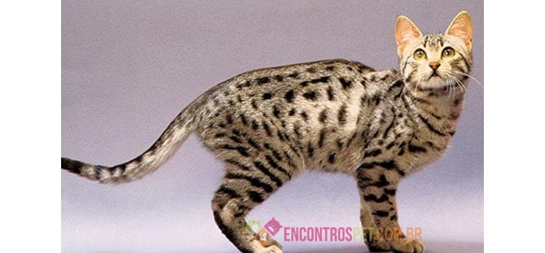 Guia-de-racas-GatoEgipcio4