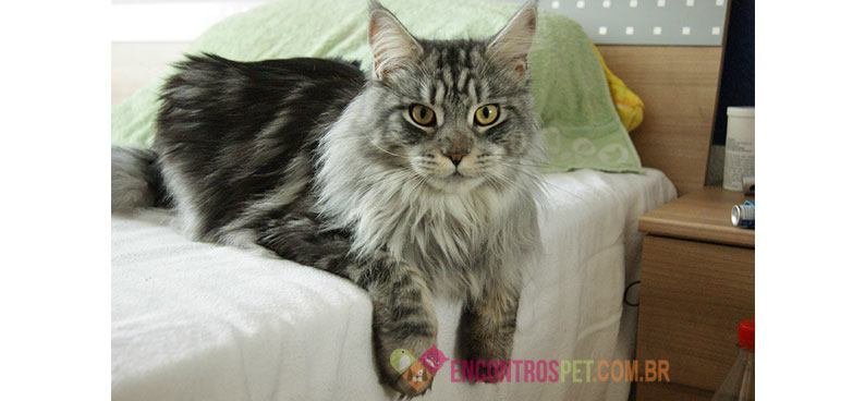 Gato-Maine-Coon