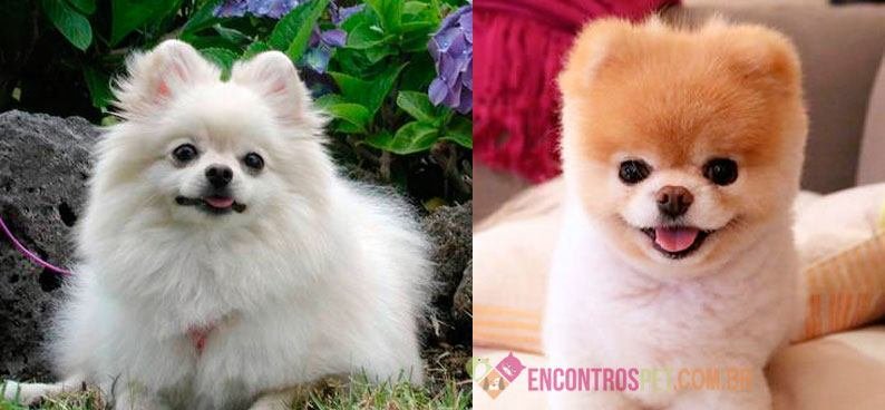 Lulu-da-Pomerânia-Spitz-Alemão-Miniatura