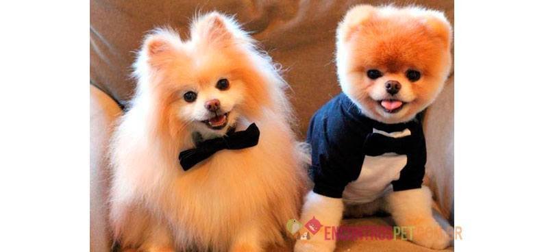 Lulu-da-Pomerânia-Spitz-Alemão-Miniatura