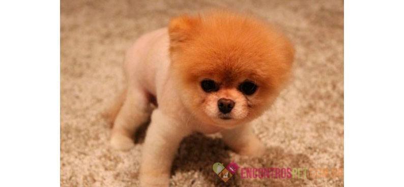 Lulu-da-Pomerânia-Spitz-Alemão-Miniatura