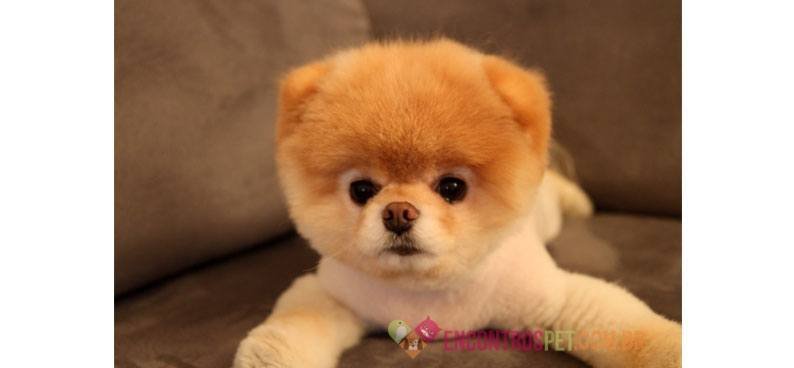 Lulu-da-Pomerânia-Spitz-Alemão-Miniatura