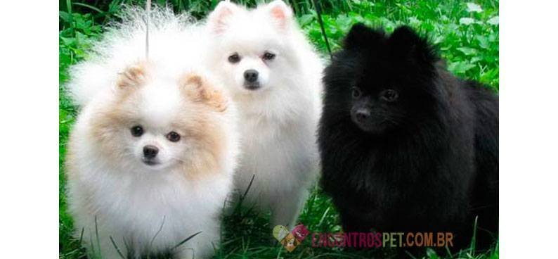 Lulu-da-Pomerânia-Spitz-Alemão-Miniatura