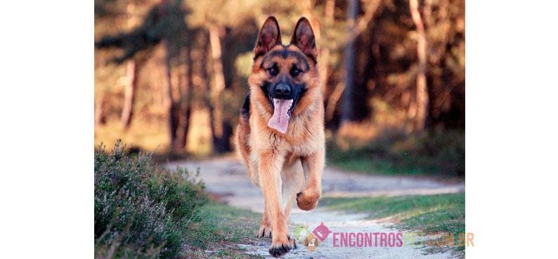 Cachorro-Pastor-Alemão