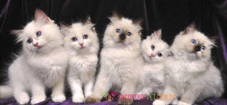 Guia-de-racas-Ragdoll