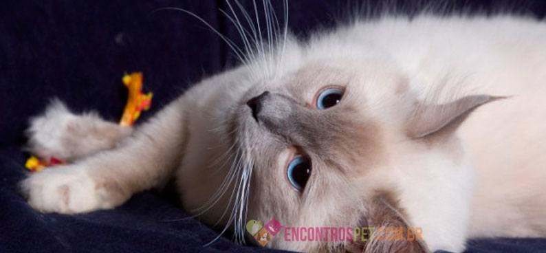 Gato-Ragdoll