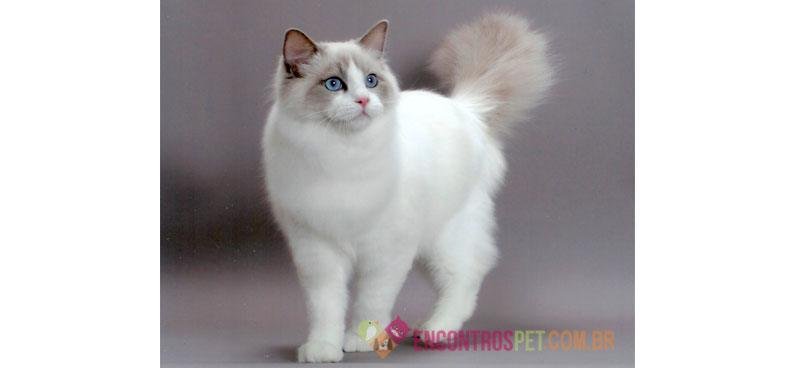 Guia-de-racas-Ragdoll3