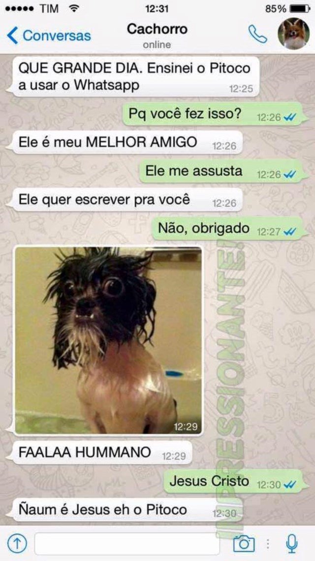 conversa-whatsapp-cachorro