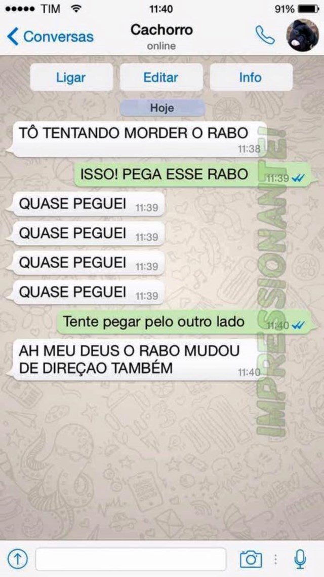 conversa-whatsapp-cachorro