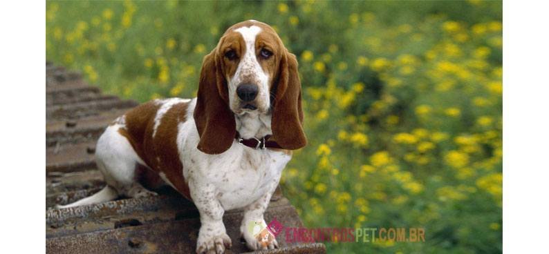 Basset-Hound