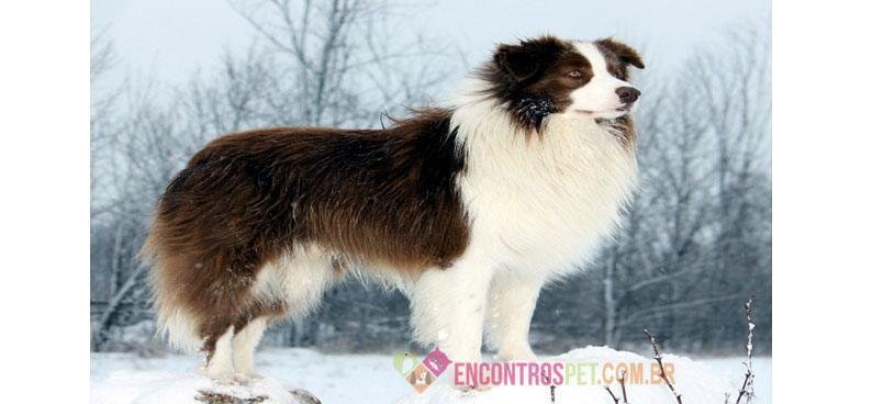 Border-Collie