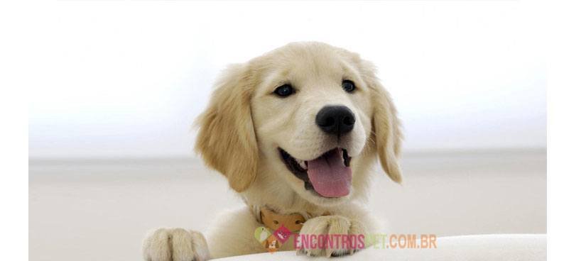 Cachorro-alegre-01