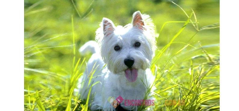 Cachorro-alegre