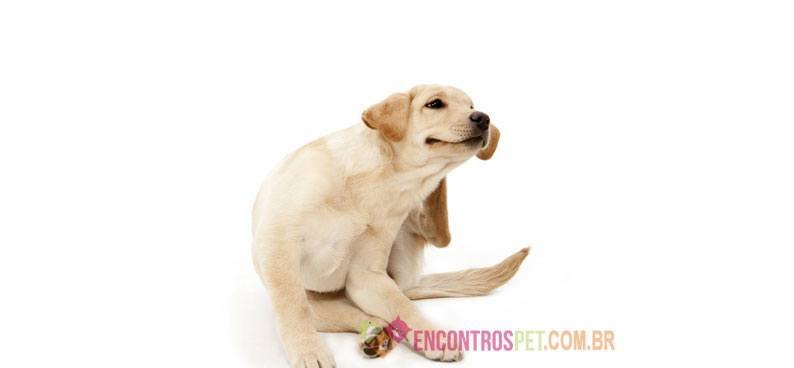 Cachorro-com-caspa-01