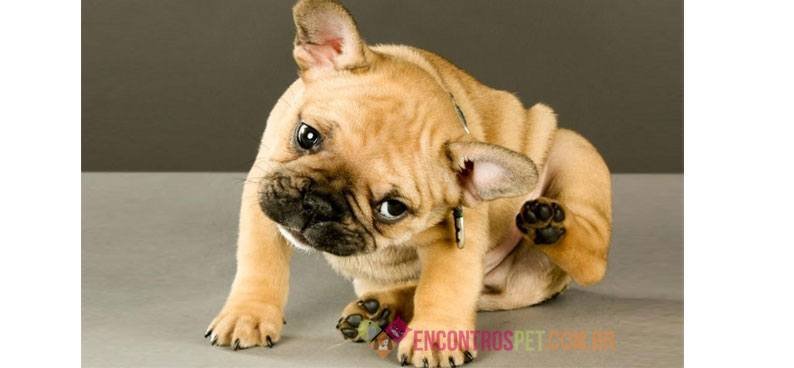 Cachorro-com-caspa