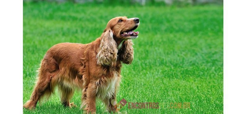 Cachorro-com-caspa02