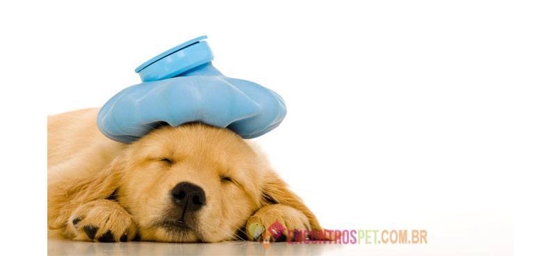 Cachorro-com-febre-01