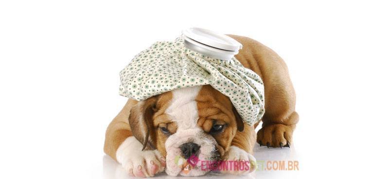 Cachorro-com-febre-02