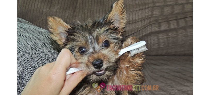 Cachorro-dente-de-leite-00