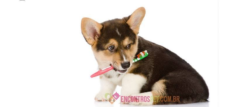 Cachorro-dente-de-leite-01