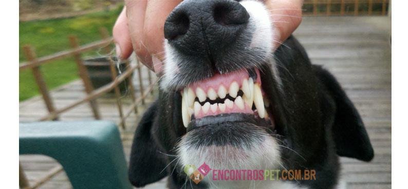 Cachorro-dente-de-leite-03