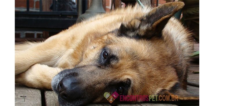 Cachorro-doente-01