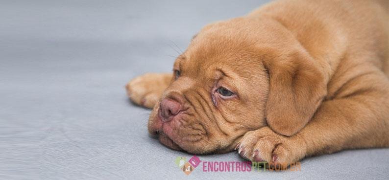 Cachorro tem Dengue ou Zika