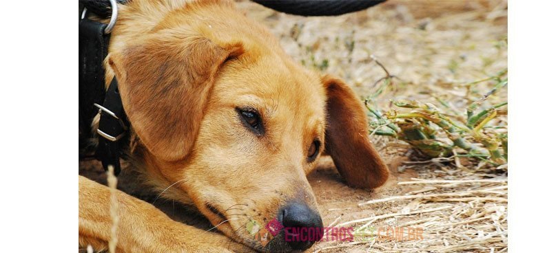 Cachorro tem Dengue ou Zika