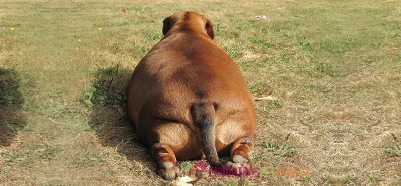 Cachorro-obeso-00