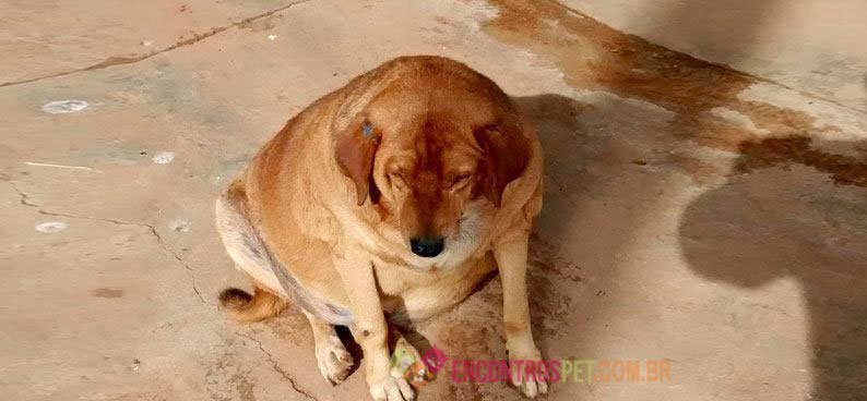 Cachorro-obeso-01