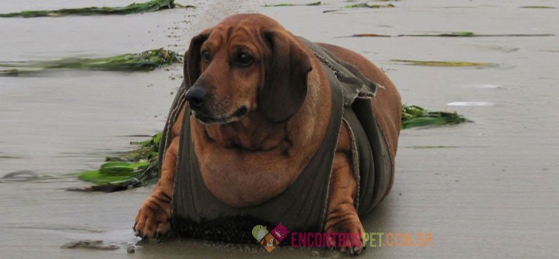 Cachorro-obeso-03