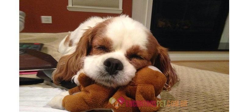 Cachorro-sonhando-01