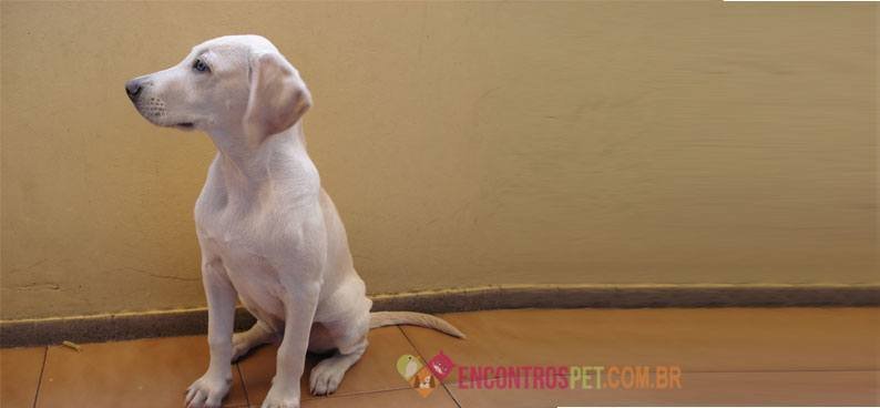 Cachorro--tosado-01