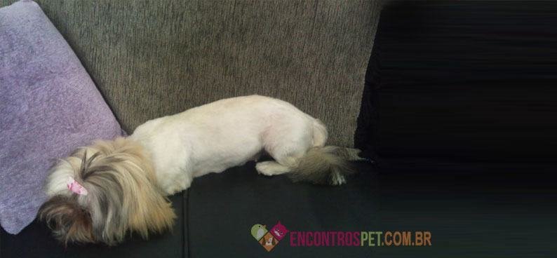 Cachorro--tosado-02