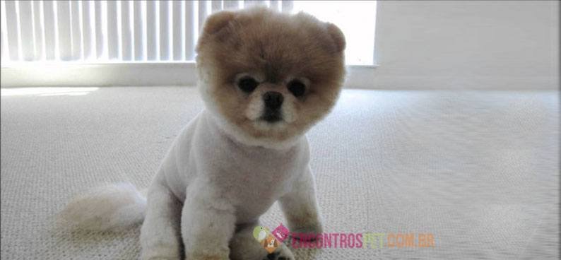 Cachorro--tosado-03