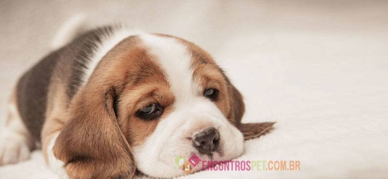 Cachorro--triste-01