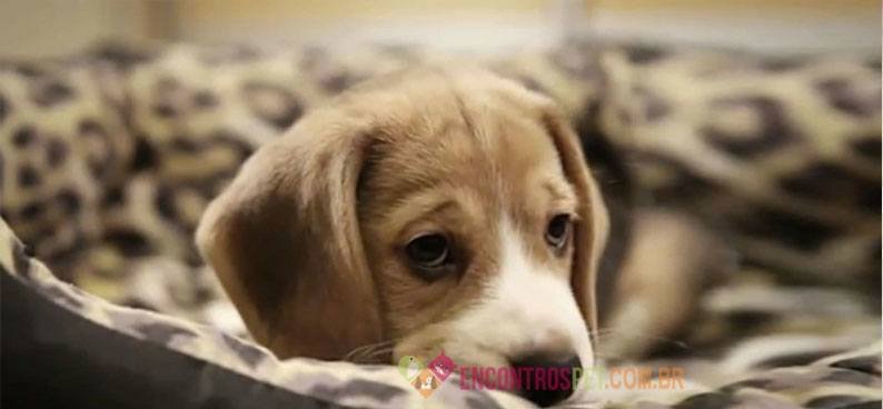 Cachorro--triste-02