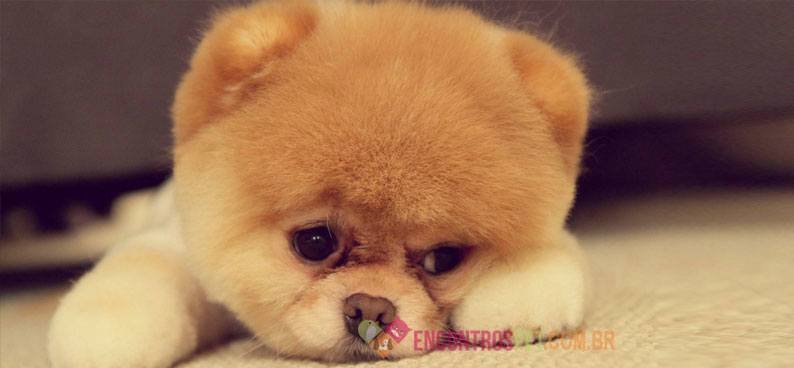 Cachorro--triste-03